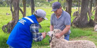 Piura: Ganaderos de El Carmen de la Frontera reciben asistencia técnica para fortalecer la sanidad ovina Piura: Ganaderos de El Carmen de la Frontera reciben asistencia técnica para fortalecer la sanidad ovina
