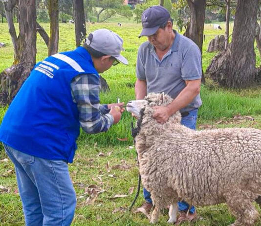 Piura: Ganaderos de El Carmen de la Frontera reciben asistencia técnica para fortalecer la sanidad ovina Piura: Ganaderos de El Carmen de la Frontera reciben asistencia técnica para fortalecer la sanidad ovina