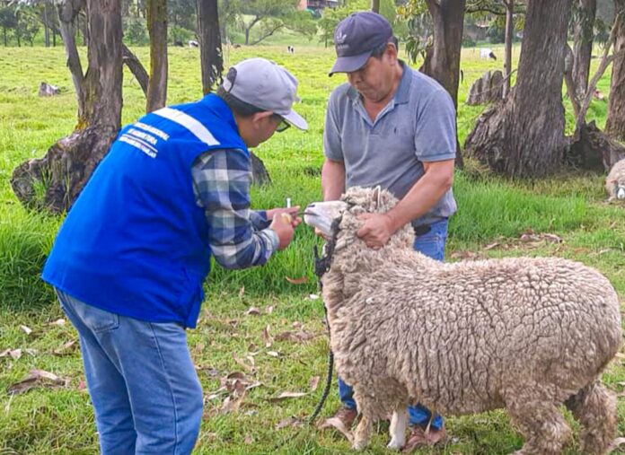 Piura: Ganaderos de El Carmen de la Frontera reciben asistencia técnica para fortalecer la sanidad ovina