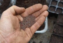 Semillas de coliflor peruanas ingresan por primera vez al mercado de la India Semillas de coliflor peruanas ingresan por primera vez al mercado de la India