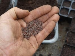 Semillas de coliflor peruanas ingresan por primera vez al mercado de la India Semillas de coliflor peruanas ingresan por primera vez al mercado de la India