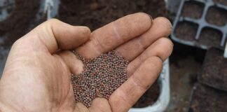 Semillas de coliflor peruanas ingresan por primera vez al mercado de la India Semillas de coliflor peruanas ingresan por primera vez al mercado de la India