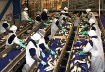 Piura crece más de 4%: ¿cuáles son los sectores que pueden generar mayor empleo?