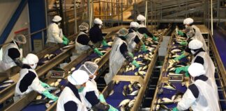 Piura crece más de 4%: ¿cuáles son los sectores que pueden generar mayor empleo?