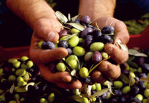 Exportaciones peruanas de aceituna crecen 30% en febrero de 2026 y consolidan su presencia internacional Exportaciones peruanas de aceituna crecen 30% en febrero de 2026 y consolidan su presencia internacional