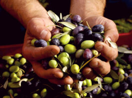 Exportaciones peruanas de aceituna crecen 30% en febrero de 2026 y consolidan su presencia internacional Exportaciones peruanas de aceituna crecen 30% en febrero de 2026 y consolidan su presencia internacional