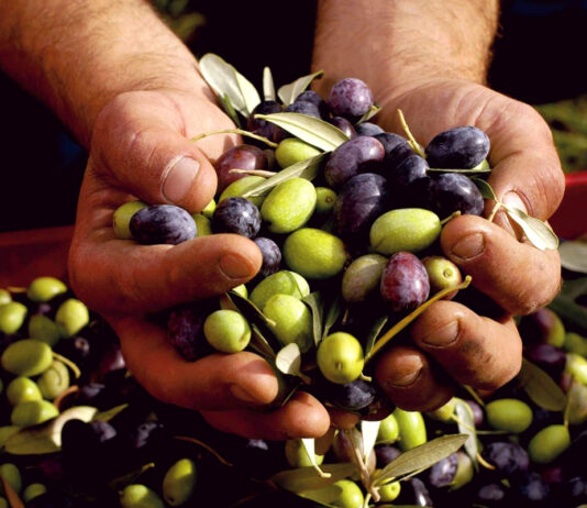 Exportaciones peruanas de aceituna crecen 30% en febrero de 2026 y consolidan su presencia internacional Exportaciones peruanas de aceituna crecen 30% en febrero de 2026 y consolidan su presencia internacional