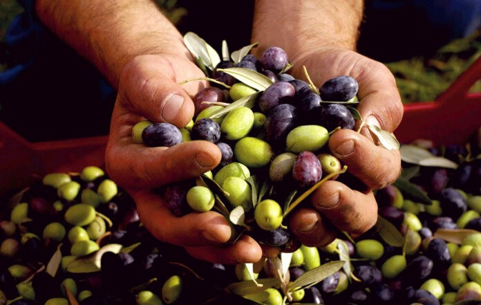 Exportaciones peruanas de aceituna crecen 30% en febrero de 2026 y consolidan su presencia internacional