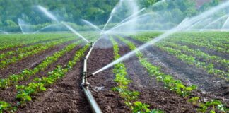 Agro peruano apuesta por tecnología para optimizar uso del agua ante El Niño Costero Agro peruano apuesta por tecnología para optimizar uso del agua ante El Niño Costero