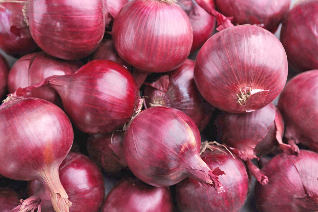 Cebolla peruana gana mercado y crece 16% en exportaciones durante febrero Cebolla peruana gana mercado y crece 16% en exportaciones durante febrero