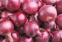 Cebolla peruana gana mercado y crece 16% en exportaciones durante febrero Cebolla peruana gana mercado y crece 16% en exportaciones durante febrero