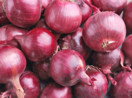 Cebolla peruana gana mercado y crece 16% en exportaciones durante febrero Cebolla peruana gana mercado y crece 16% en exportaciones durante febrero