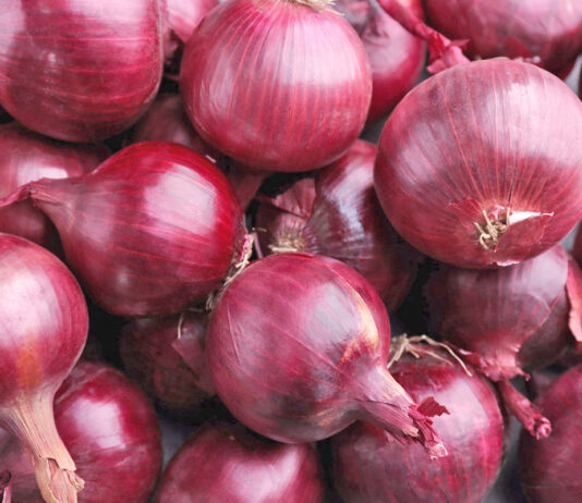 Cebolla peruana gana mercado y crece 16% en exportaciones durante febrero Cebolla peruana gana mercado y crece 16% en exportaciones durante febrero