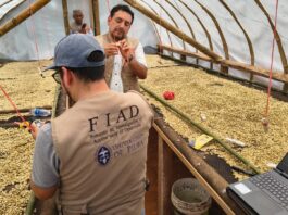 Productores de Morropón mejoran calidad del café con secadores solares Productores de Morropón mejoran calidad del café con secadores solares