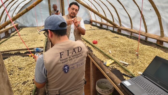 Productores de Morropón mejoran calidad del café con secadores solares