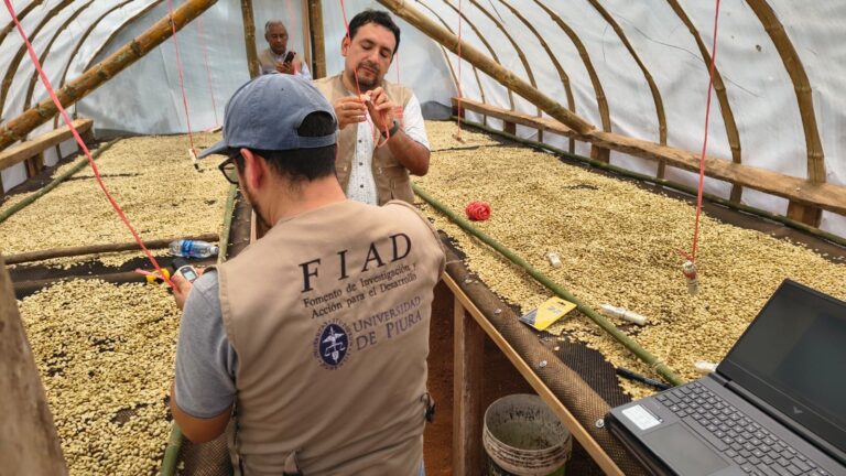 Productores de Morropón mejoran calidad del café con secadores solares