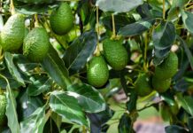 Exportación de palta Hass en Perú crecería 7% en la campaña 2026 Exportación de palta Hass en Perú crecería 7% en la campaña 2026
