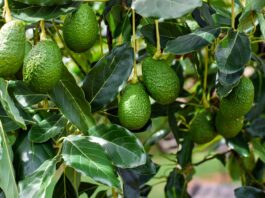 Exportación de palta Hass en Perú crecería 7% en la campaña 2026 Exportación de palta Hass en Perú crecería 7% en la campaña 2026