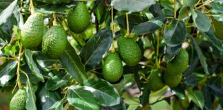 Exportación de palta Hass en Perú crecería 7% en la campaña 2026 Exportación de palta Hass en Perú crecería 7% en la campaña 2026