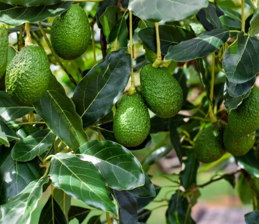Exportación de palta Hass en Perú crecería 7% en la campaña 2026 Exportación de palta Hass en Perú crecería 7% en la campaña 2026