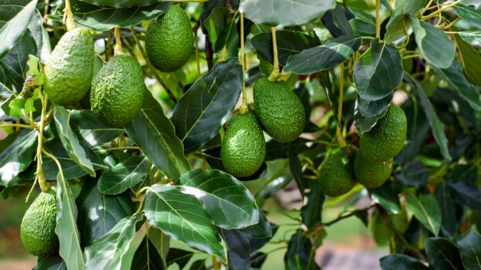 Exportación de palta Hass en Perú crecería 7% en la campaña 2026