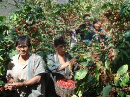 Piura: Productores de café recibirán formación en catación para mejorar su calidad Piura: Productores de café recibirán formación en catación para mejorar su calidad