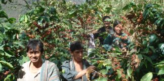 Piura: Productores de café recibirán formación en catación para mejorar su calidad Piura: Productores de café recibirán formación en catación para mejorar su calidad