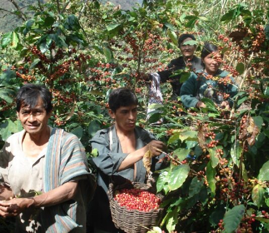 Piura: Productores de café recibirán formación en catación para mejorar su calidad Piura: Productores de café recibirán formación en catación para mejorar su calidad