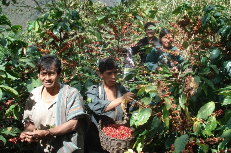 Piura: Productores de café recibirán formación en catación para mejorar su calidad