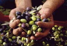 Exportaciones agroindustriales de Tacna crecen 19% en enero de 2026 con US$ 6.6 millones Exportaciones agroindustriales de Tacna crecen 19% en enero de 2026 con US$ 6.6 millones