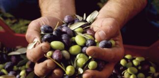 Exportaciones agroindustriales de Tacna crecen 19% en enero de 2026 con US$ 6.6 millones Exportaciones agroindustriales de Tacna crecen 19% en enero de 2026 con US$ 6.6 millones