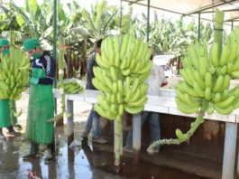Empresas piuranas transforman la agroindustria con energía solar y economía circular Empresas piuranas transforman la agroindustria con energía solar y economía circular