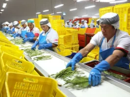 Sector agropecuario inicia 2026 con crecimiento de 4%: agroindustria lidera con 18% de expansión en enero Sector agropecuario inicia 2026 con crecimiento de 4%: agroindustria lidera con 18% de expansión en enero