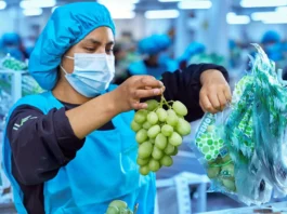 Agroexportaciones peruanas superarían los US$ 16,000 millones en 2026 Agroexportaciones peruanas superarían los US$ 16,000 millones en 2026