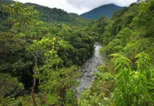 Perú amplía áreas naturales protegidas pero persiste pérdida de biodiversidad, advierte Ceplan Perú amplía áreas naturales protegidas pero persiste pérdida de biodiversidad, advierte Ceplan