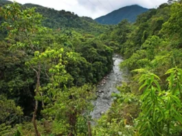 Perú amplía áreas naturales protegidas pero persiste pérdida de biodiversidad, advierte Ceplan Perú amplía áreas naturales protegidas pero persiste pérdida de biodiversidad, advierte Ceplan