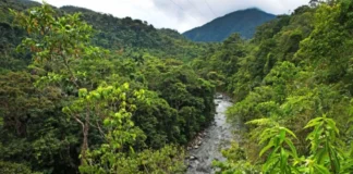 Perú amplía áreas naturales protegidas pero persiste pérdida de biodiversidad, advierte Ceplan Perú amplía áreas naturales protegidas pero persiste pérdida de biodiversidad, advierte Ceplan