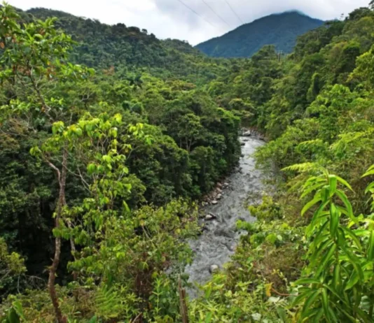Perú amplía áreas naturales protegidas pero persiste pérdida de biodiversidad, advierte Ceplan Perú amplía áreas naturales protegidas pero persiste pérdida de biodiversidad, advierte Ceplan