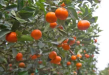 Exportaciones de cítricos peruanos crecerían 8% y alcanzarían US$ 390 millones en 2026 Exportaciones de cítricos peruanos crecerían 8% y alcanzarían US$ 390 millones en 2026