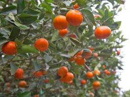 Exportaciones de cítricos peruanos crecerían 8% y alcanzarían US$ 390 millones en 2026 Exportaciones de cítricos peruanos crecerían 8% y alcanzarían US$ 390 millones en 2026