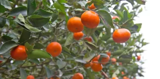 Exportaciones de cítricos peruanos crecerían 8% y alcanzarían US$ 390 millones en 2026 Exportaciones de cítricos peruanos crecerían 8% y alcanzarían US$ 390 millones en 2026