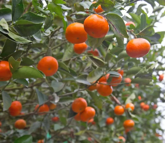 Exportaciones de cítricos peruanos crecerían 8% y alcanzarían US$ 390 millones en 2026 Exportaciones de cítricos peruanos crecerían 8% y alcanzarían US$ 390 millones en 2026