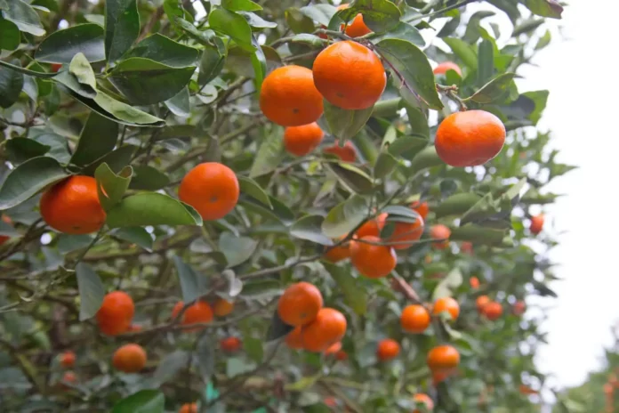 Exportaciones de cítricos peruanos crecerían 8% y alcanzarían US$ 390 millones en 2026