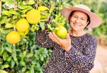 Más de 100 productores de naranja en Tacna reciben capacitación técnica para mejorar calidad y acceso a mercados Más de 100 productores de naranja en Tacna reciben capacitación técnica para mejorar calidad y acceso a mercados