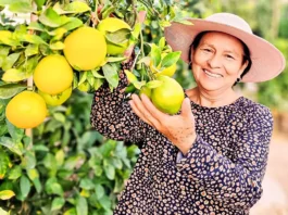 Más de 100 productores de naranja en Tacna reciben capacitación técnica para mejorar calidad y acceso a mercados Más de 100 productores de naranja en Tacna reciben capacitación técnica para mejorar calidad y acceso a mercados