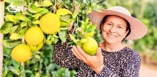 Más de 100 productores de naranja en Tacna reciben capacitación técnica para mejorar calidad y acceso a mercados Más de 100 productores de naranja en Tacna reciben capacitación técnica para mejorar calidad y acceso a mercados