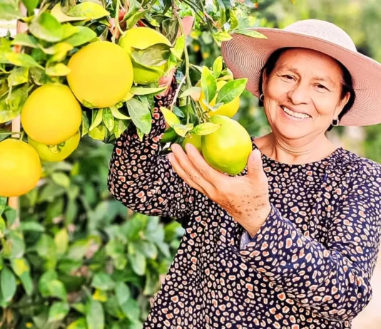 Más de 100 productores de naranja en Tacna reciben capacitación técnica para mejorar calidad y acceso a mercados Más de 100 productores de naranja en Tacna reciben capacitación técnica para mejorar calidad y acceso a mercados