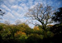 Serfor propone nuevos lineamientos para proteger ecosistemas frágiles en Perú Serfor propone nuevos lineamientos para proteger ecosistemas frágiles en Perú