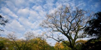 Serfor propone nuevos lineamientos para proteger ecosistemas frágiles en Perú Serfor propone nuevos lineamientos para proteger ecosistemas frágiles en Perú