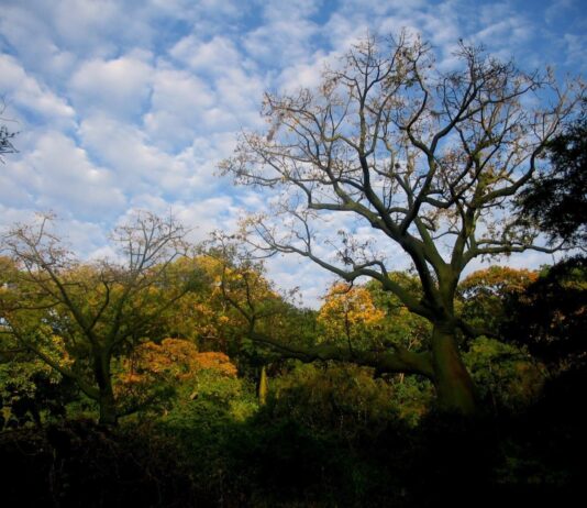 Serfor propone nuevos lineamientos para proteger ecosistemas frágiles en Perú Serfor propone nuevos lineamientos para proteger ecosistemas frágiles en Perú